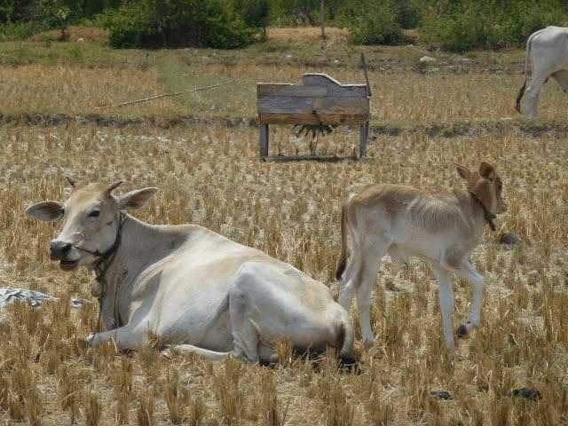 animales karimunjawa