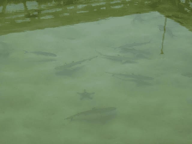 tiburones karimunjawa
