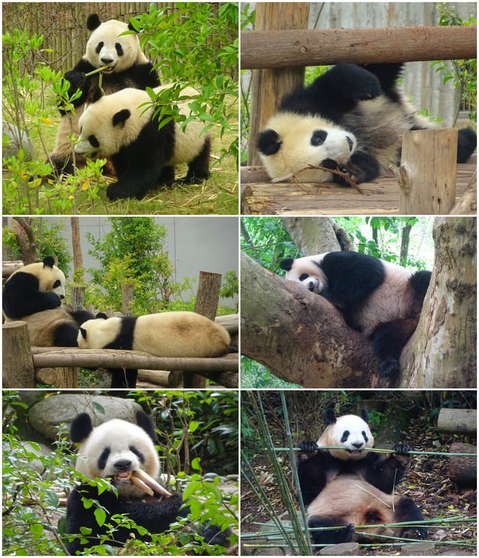 base investigacion crias pandas gigantes