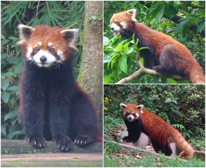 panda rojo chengdu
