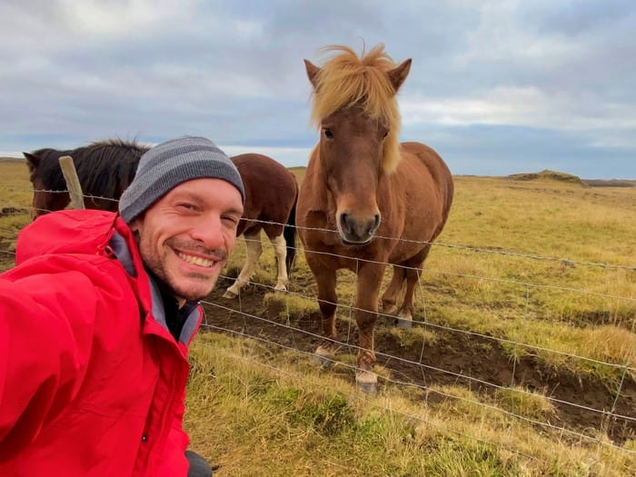 caballos islandeses