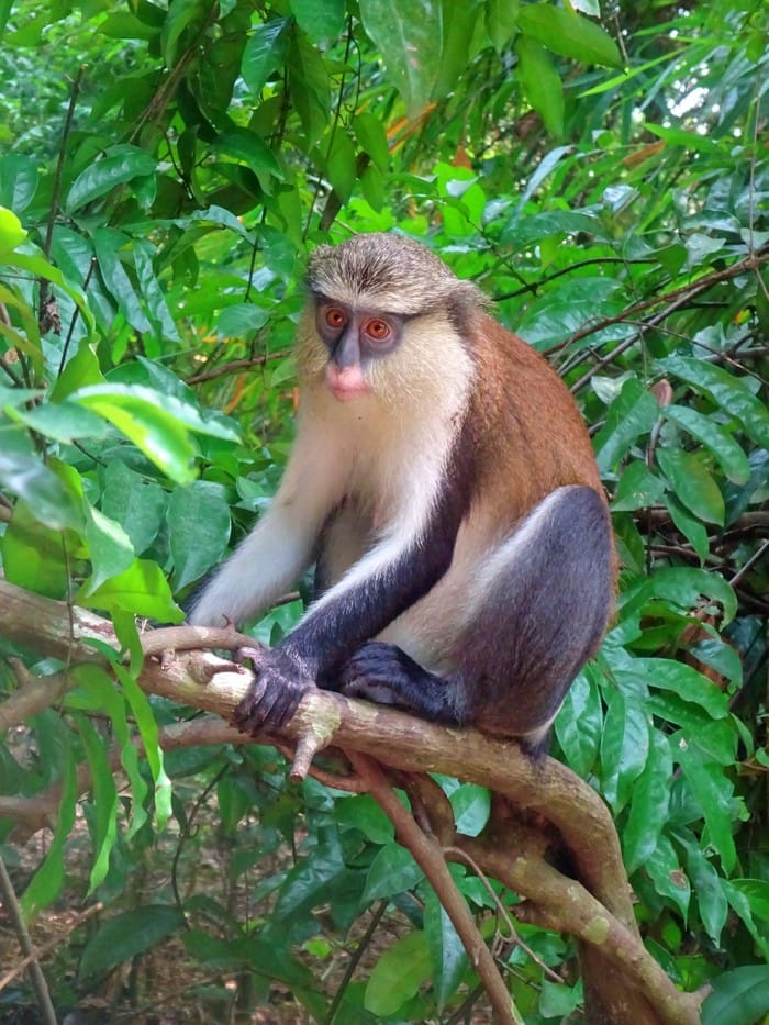 monos tafi atome