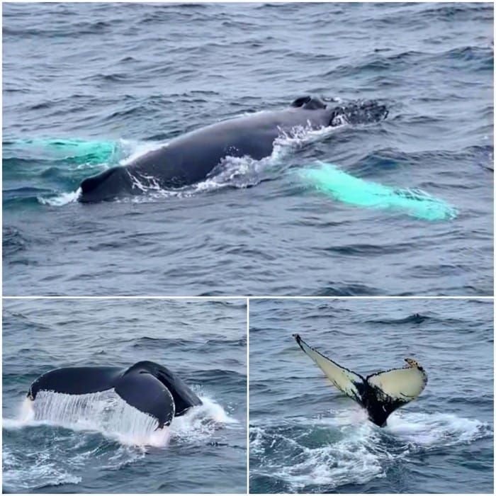 avistamiento ballenas islandia