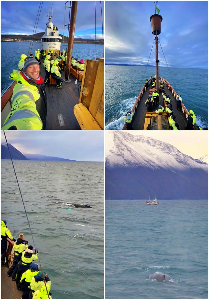 ballenas norte islandia