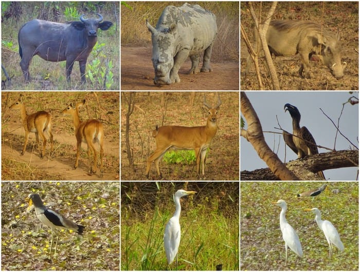 safari costa marfil