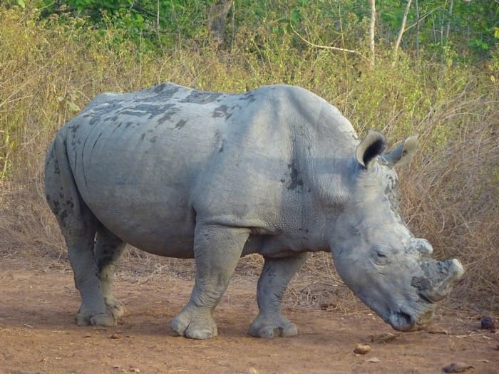 rinoceronte africa