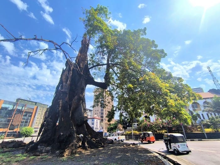 arbol algodon freetown