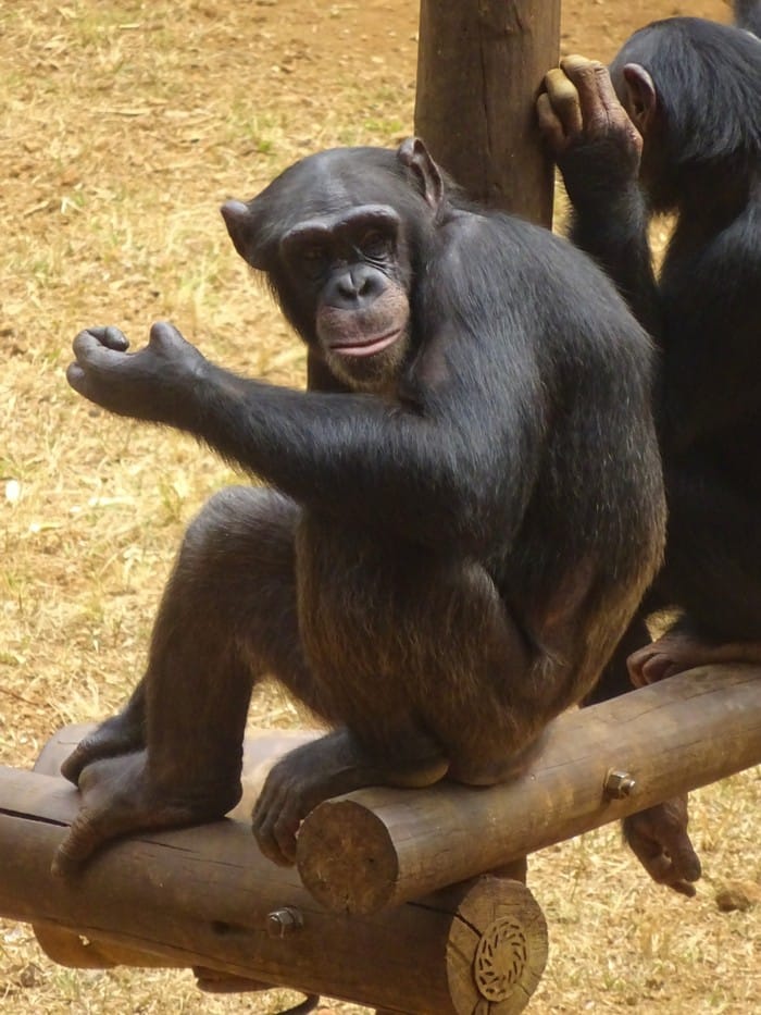 santuario chimpances tacugama