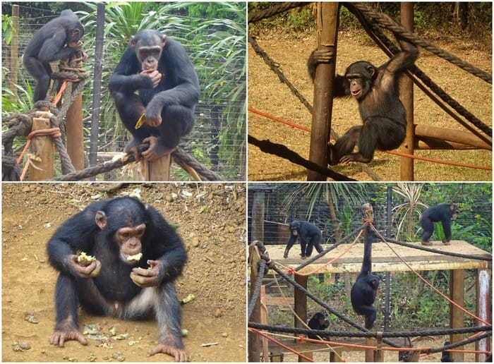 chimpances tacugama