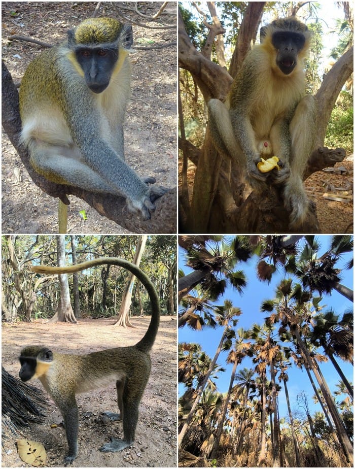 monos bijilo