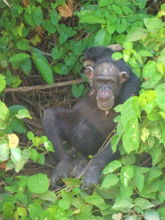chimpances gambia