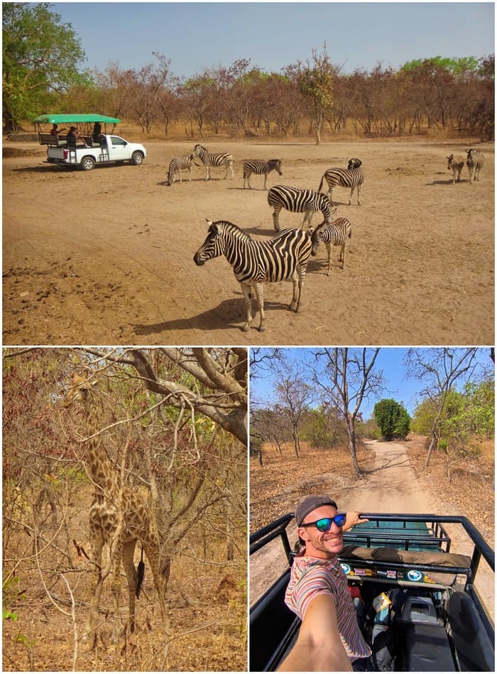 safari gambia