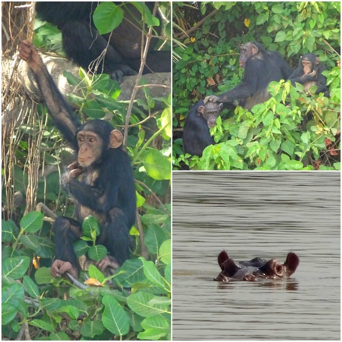 baboon islands gambia