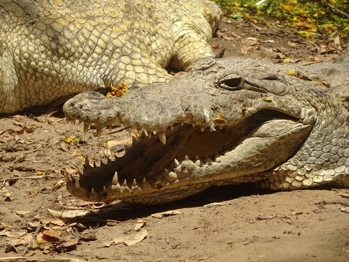 cocodrilos kachikally