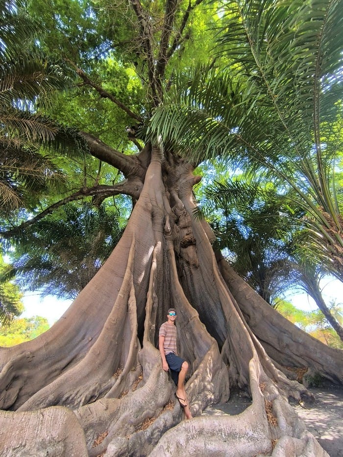 baobab africa