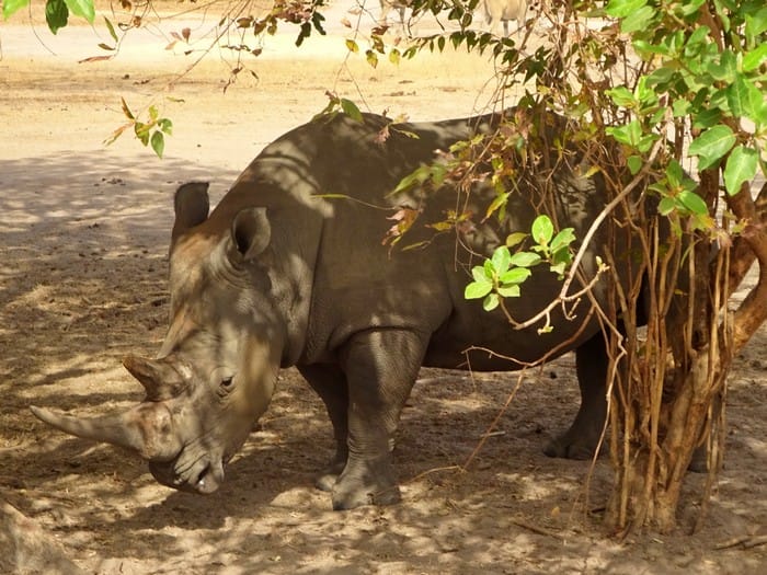fathala senegal