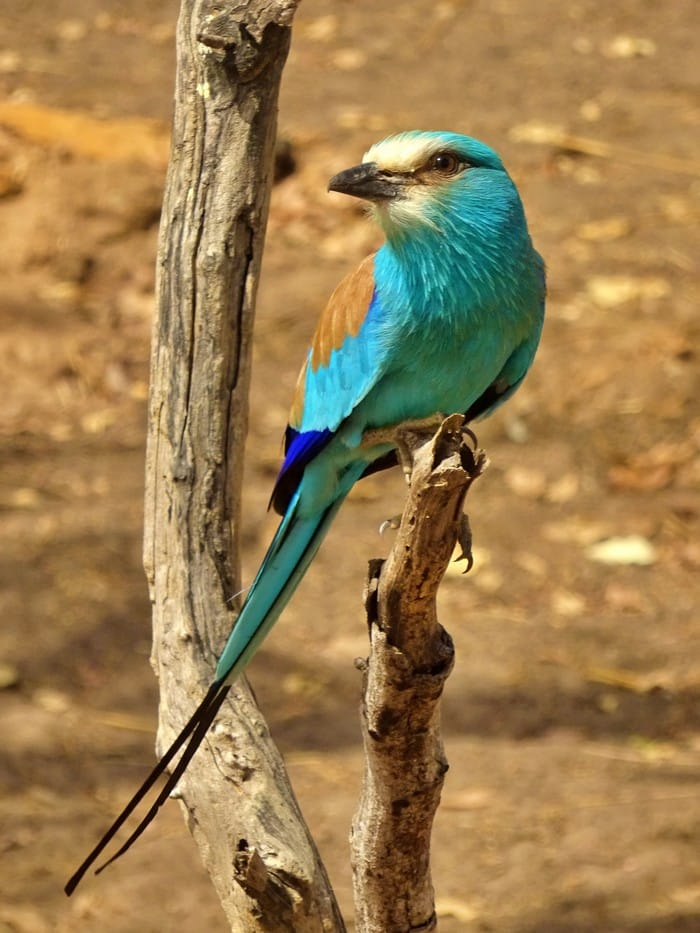 fathala gambia