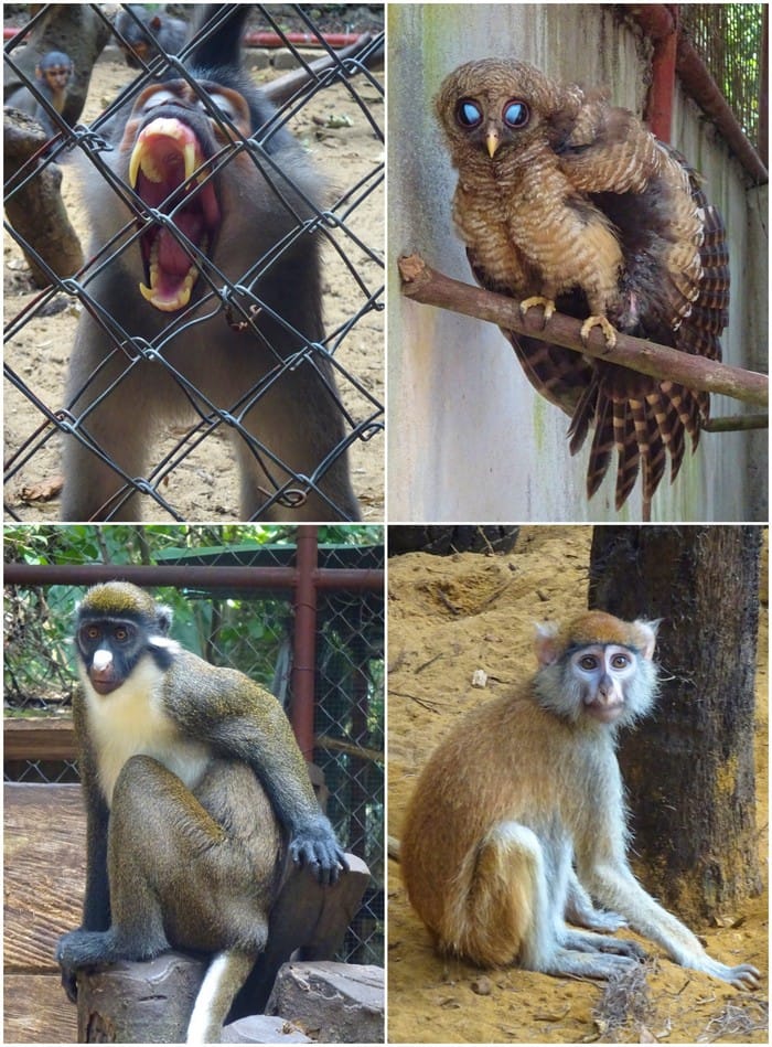 animales liberia