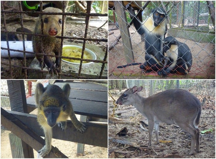 libassa wildlife sanctuary