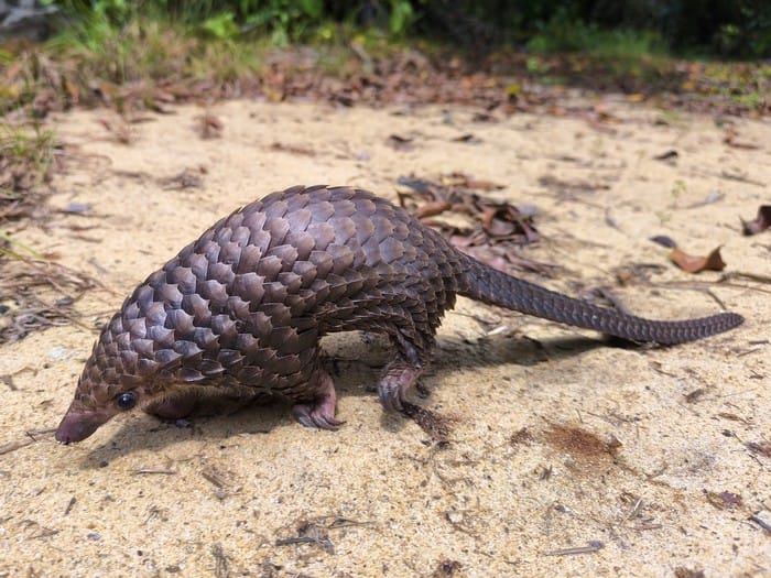 pangolin
