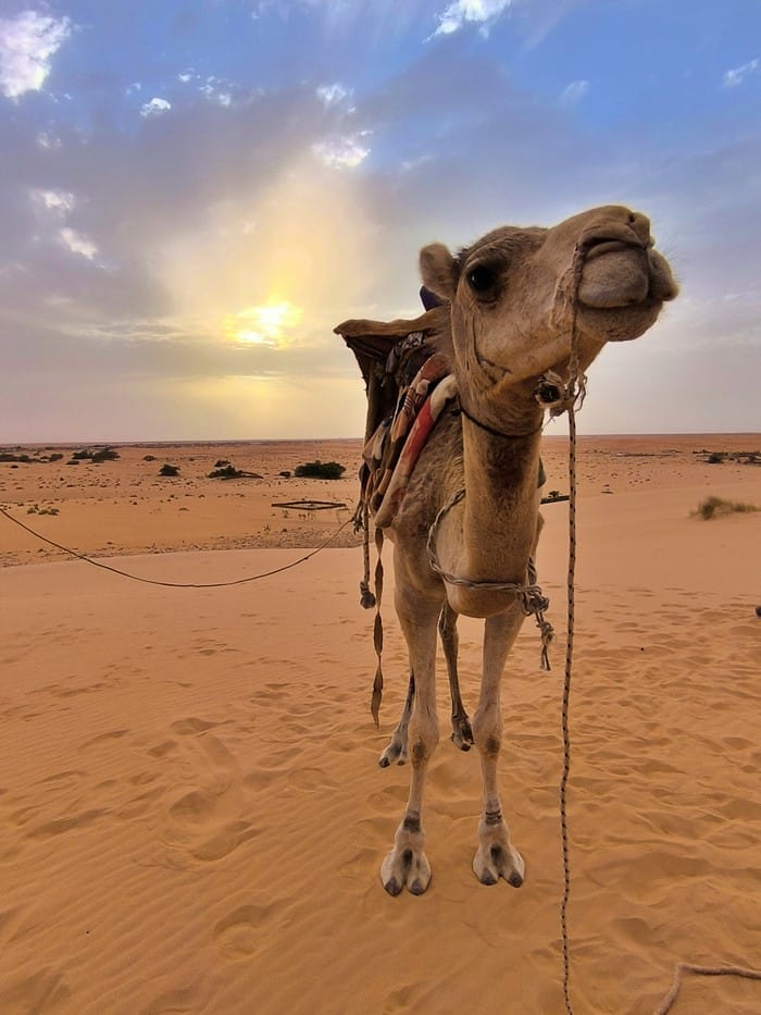 chingueti mauritania