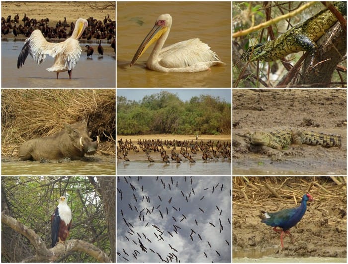 animales senegal