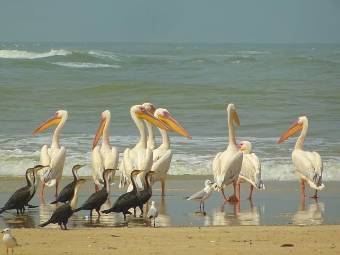 langue barbarie senegal
