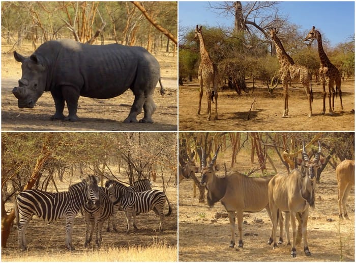 safari senegal