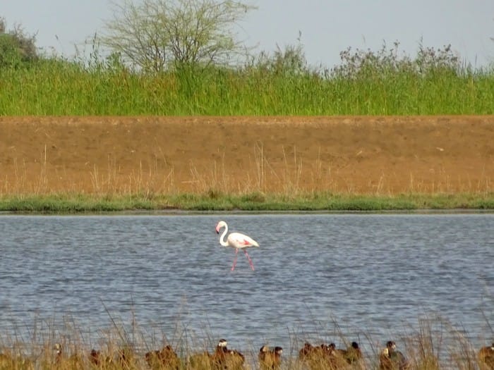 djoudj senegal