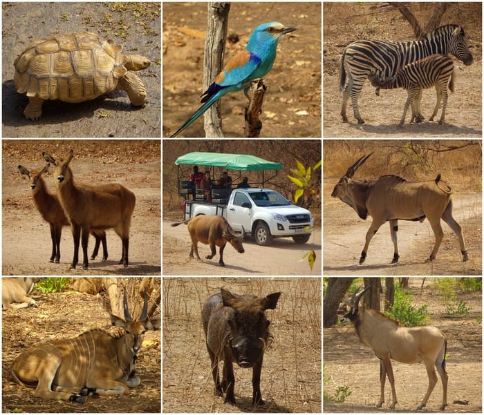 animales senegal