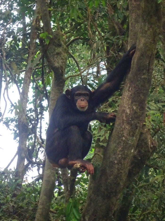 tacugama