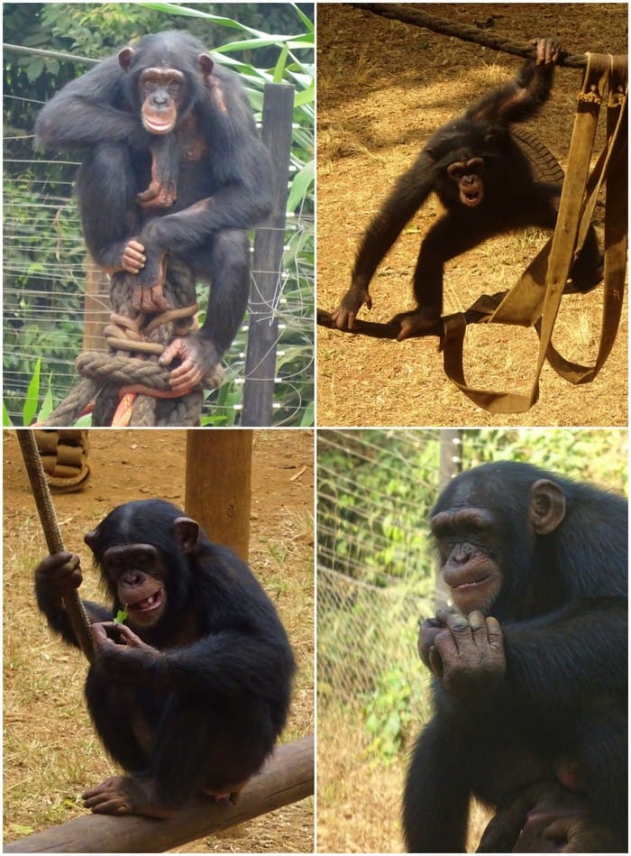 santuario chimpances tacugama