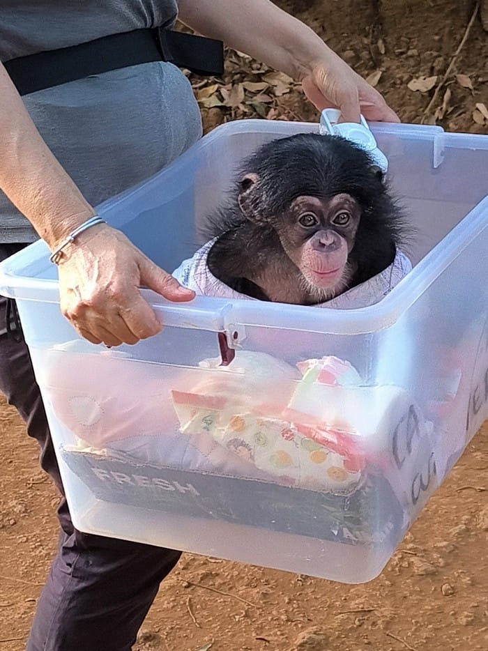 chimpance recien nacido